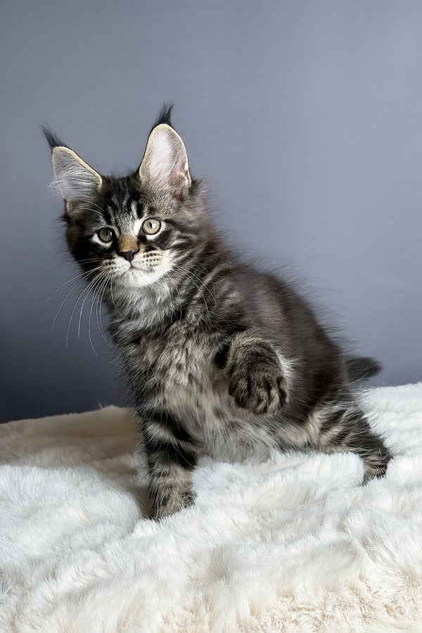 Atlas | Maine Coon Kitten