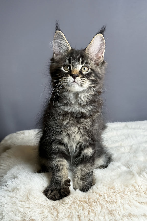 Atlas | Maine Coon Kitten