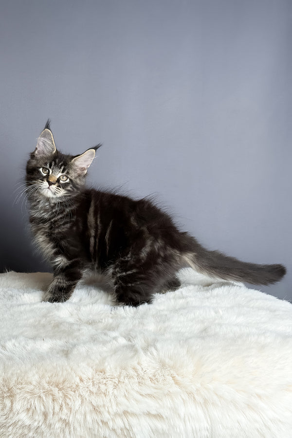Atlas | Maine Coon Kitten