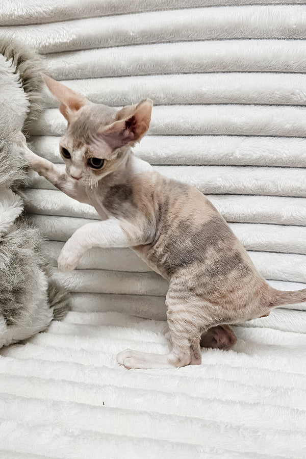 Bagira | Devon Rex Kitten
