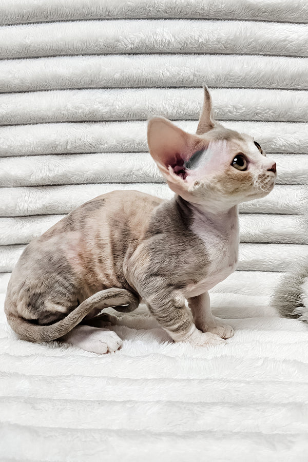 Bagira | Devon Rex Kitten