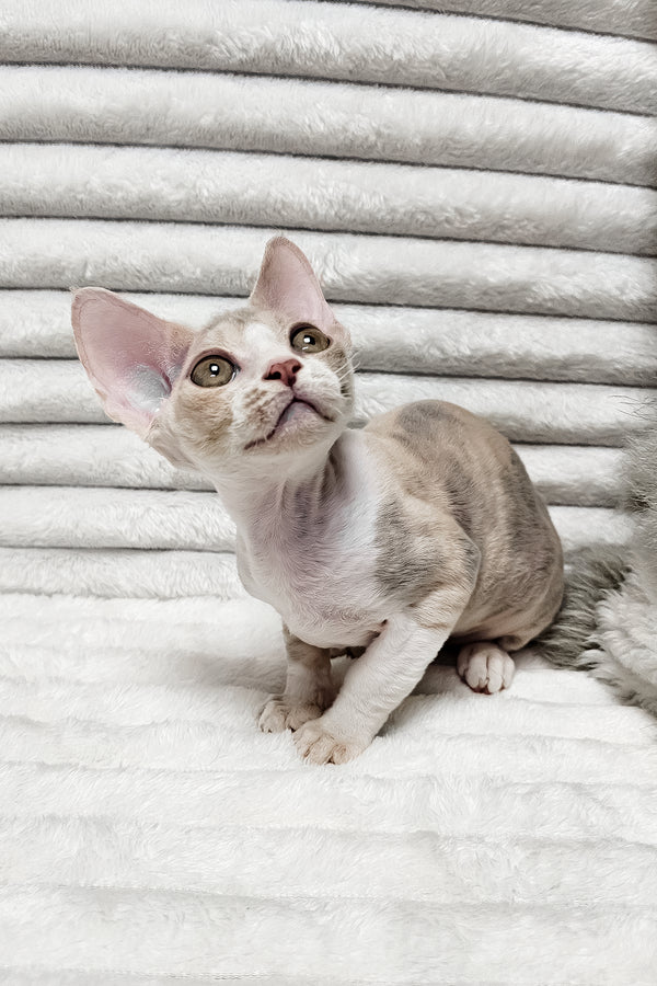 Bagira | Devon Rex Kitten
