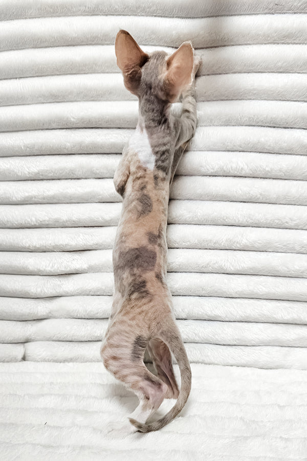Bagira | Devon Rex Kitten