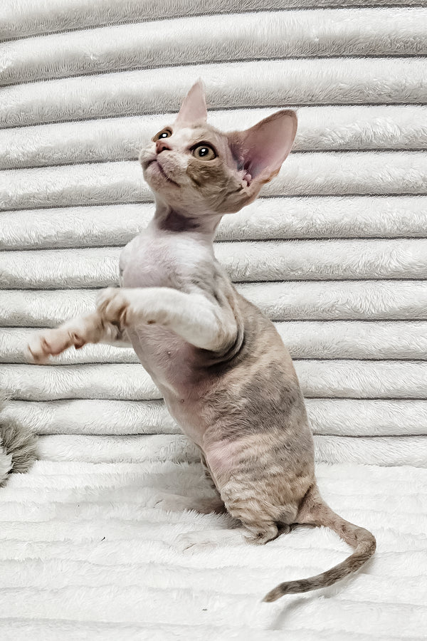 Bagira | Devon Rex Kitten