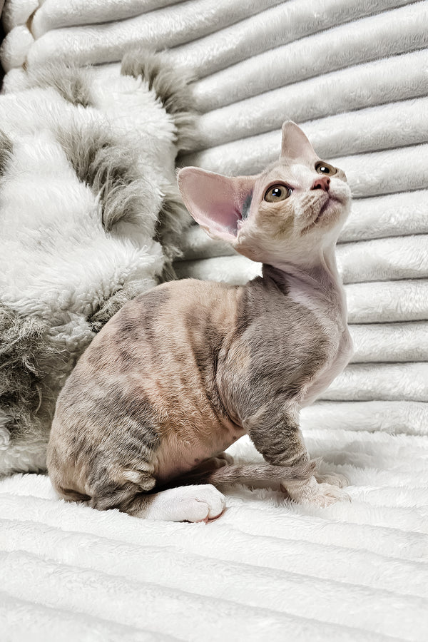 Bagira | Devon Rex Kitten