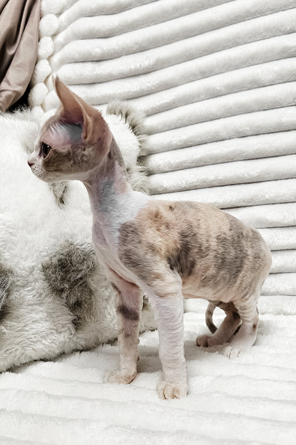 Bagira | Devon Rex Kitten