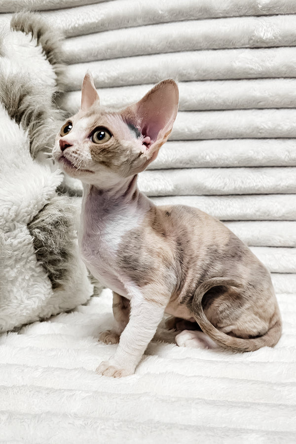 Bagira | Devon Rex Kitten