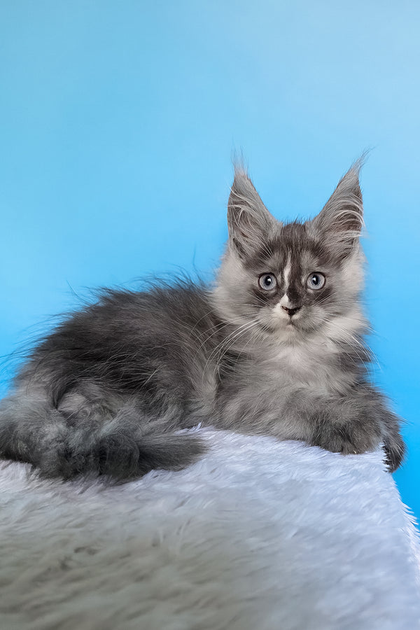 Bagira | Maine Coon Kitten