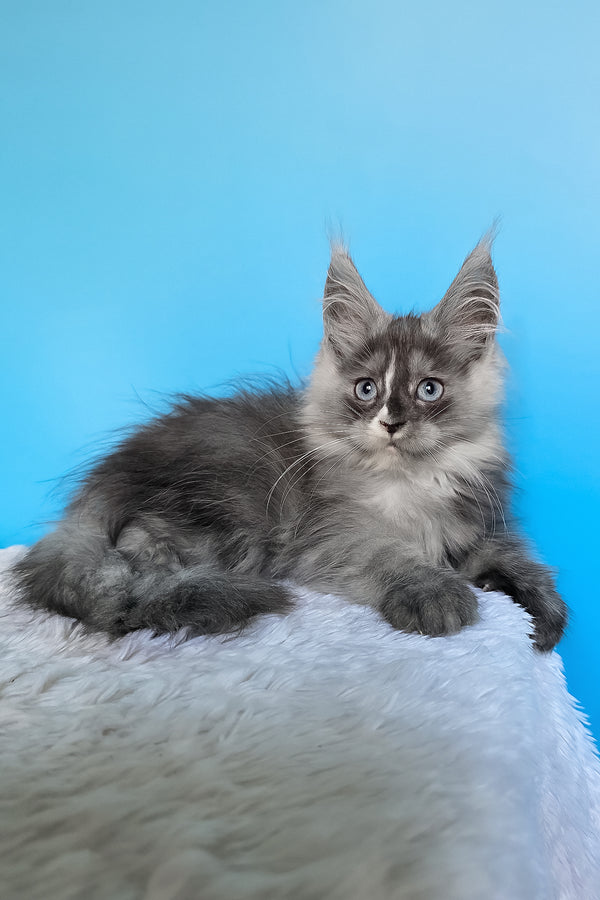 Bagira | Maine Coon Kitten