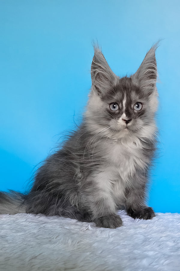 Bagira | Maine Coon Kitten