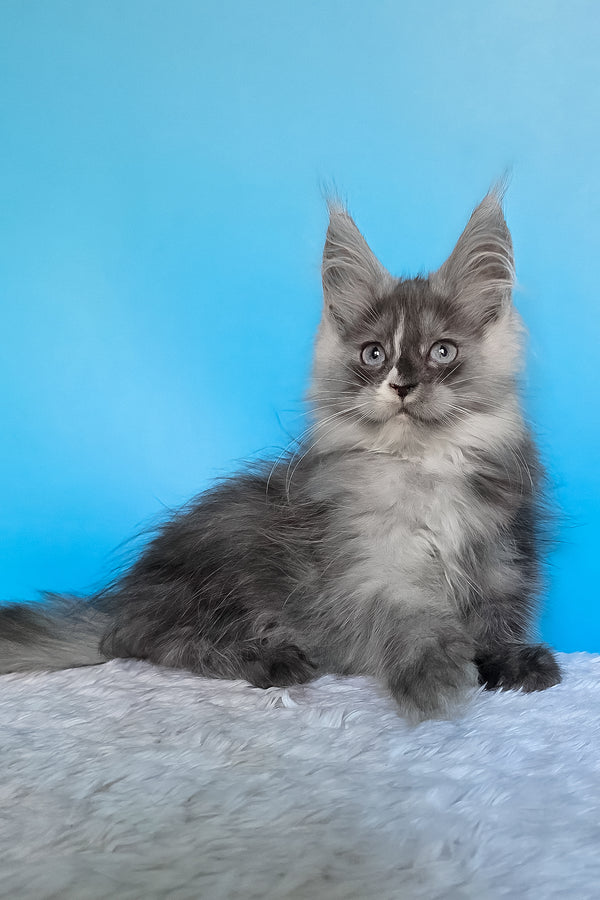 Bagira | Maine Coon Kitten