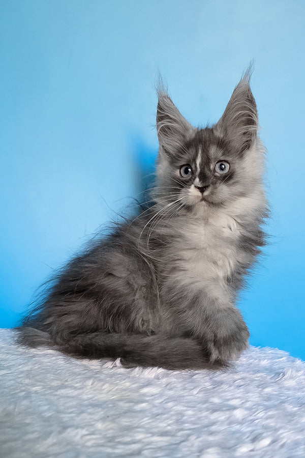 Bagira | Maine Coon Kitten