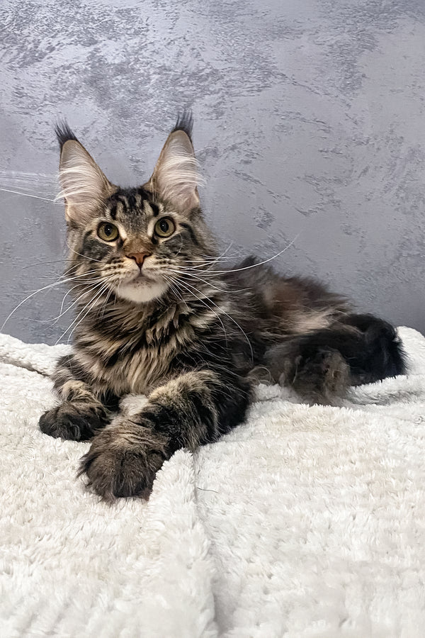 Bailey | Maine Coon Kitten