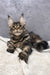 Bailey | Maine Coon Kitten