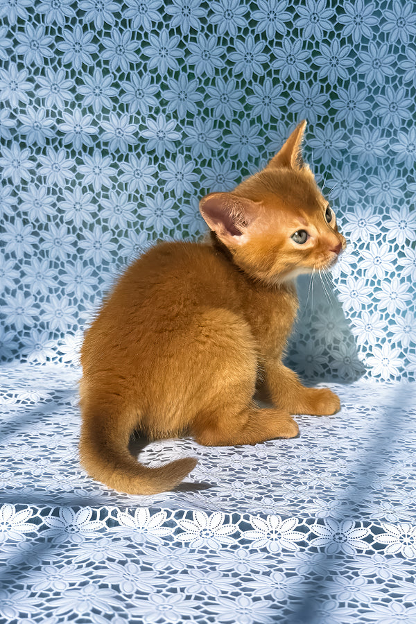 Balu | Abyssinian Kitten