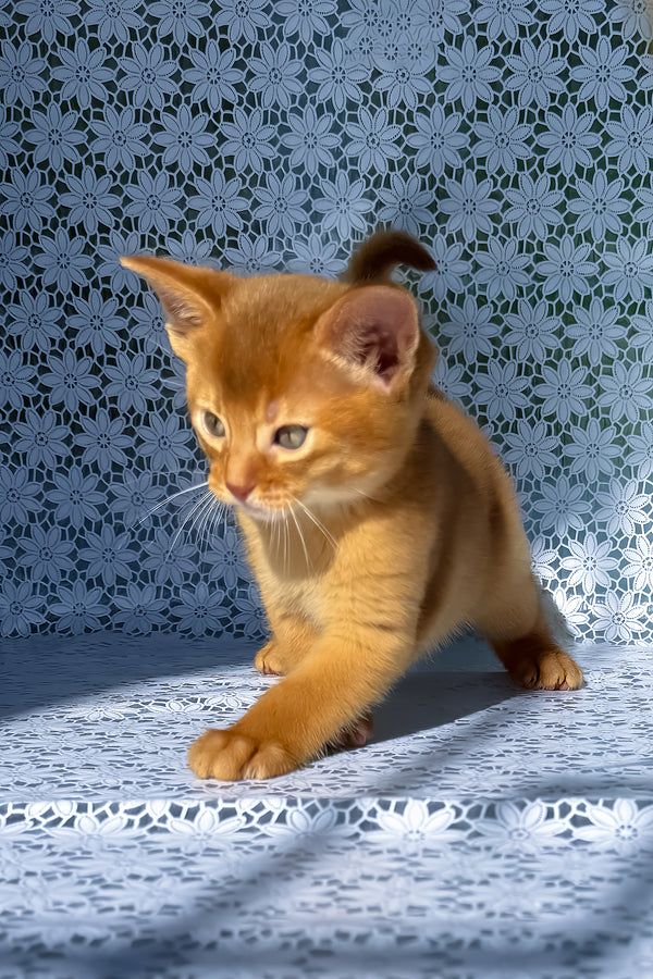 Balu | Abyssinian Kitten