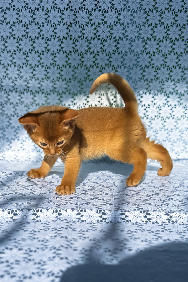 Balu | Abyssinian Kitten