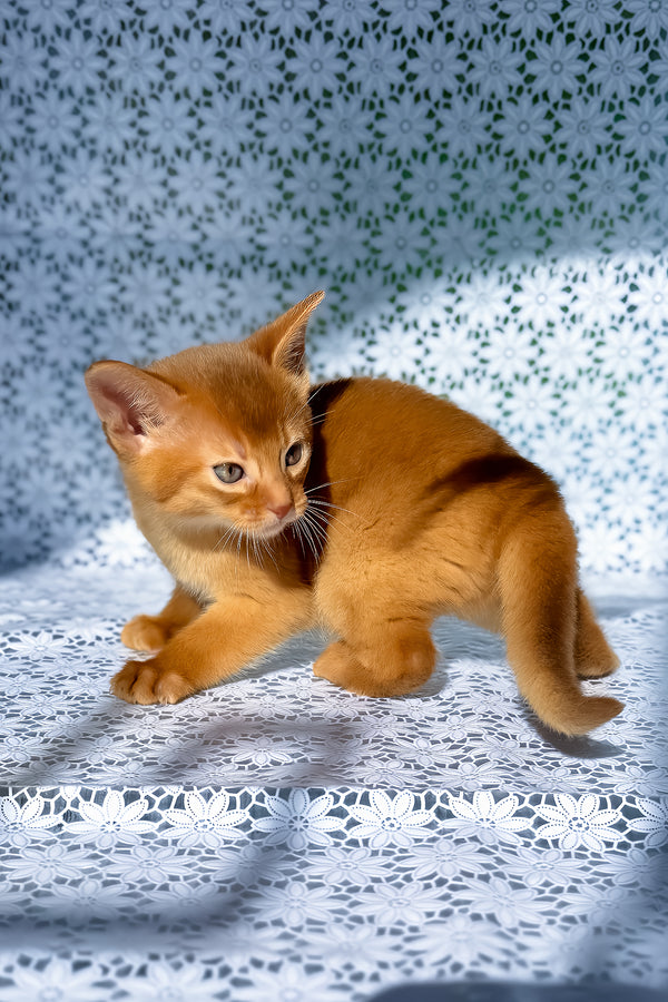 Balu | Abyssinian Kitten