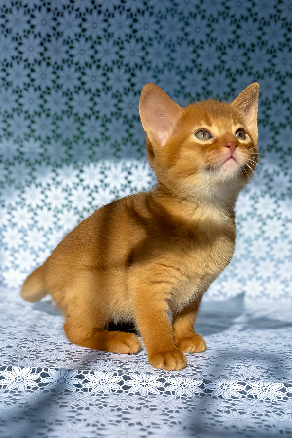 Balu | Abyssinian Kitten