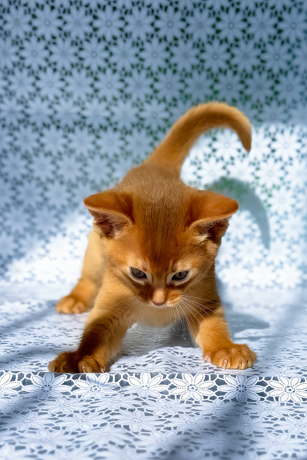 Balu | Abyssinian Kitten
