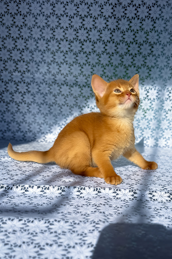 Balu | Abyssinian Kitten
