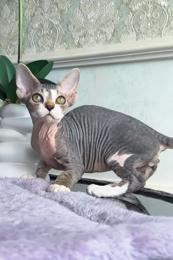 Barni | Devon Rex Kitten