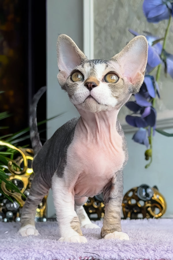 Barni | Devon Rex Kitten