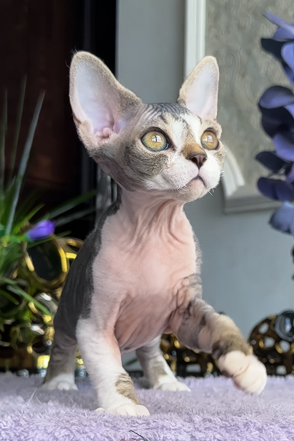 Barni | Devon Rex Kitten