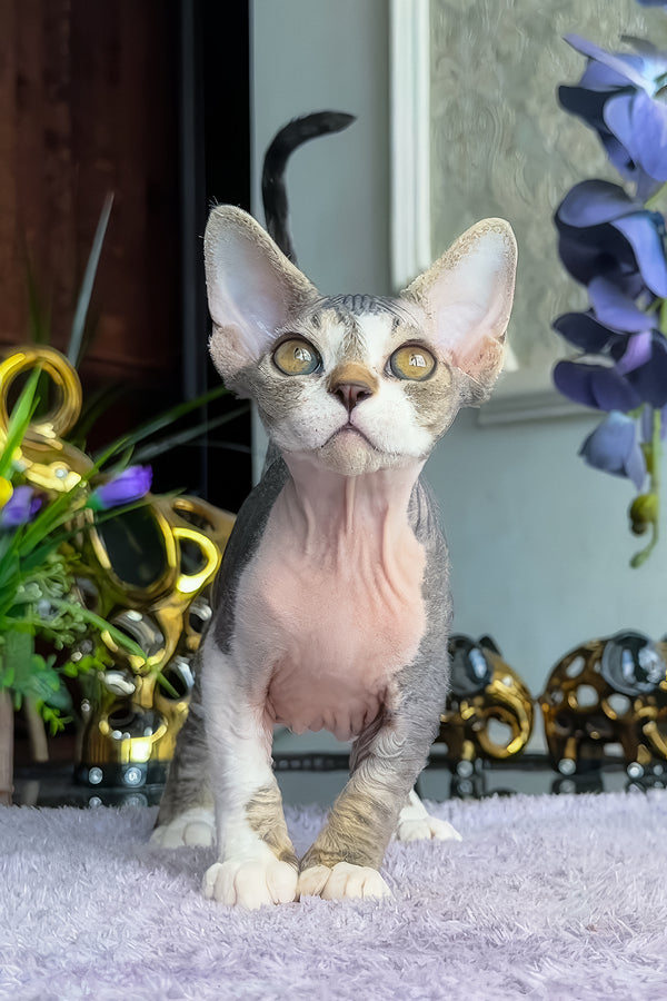 Barni | Devon Rex Kitten