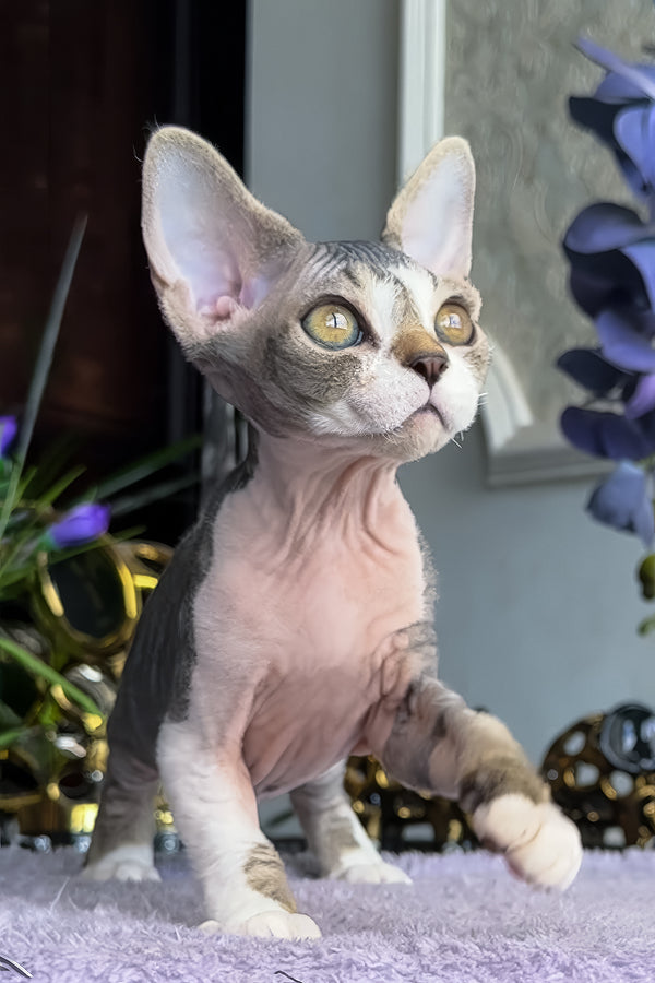 Barni | Devon Rex Kitten
