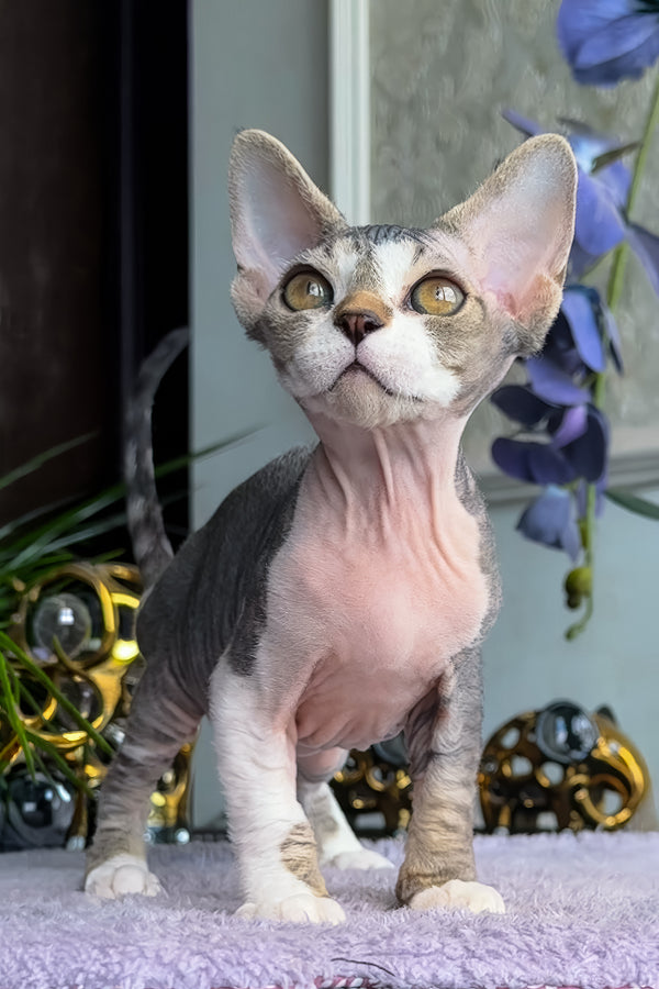 Barni | Devon Rex Kitten