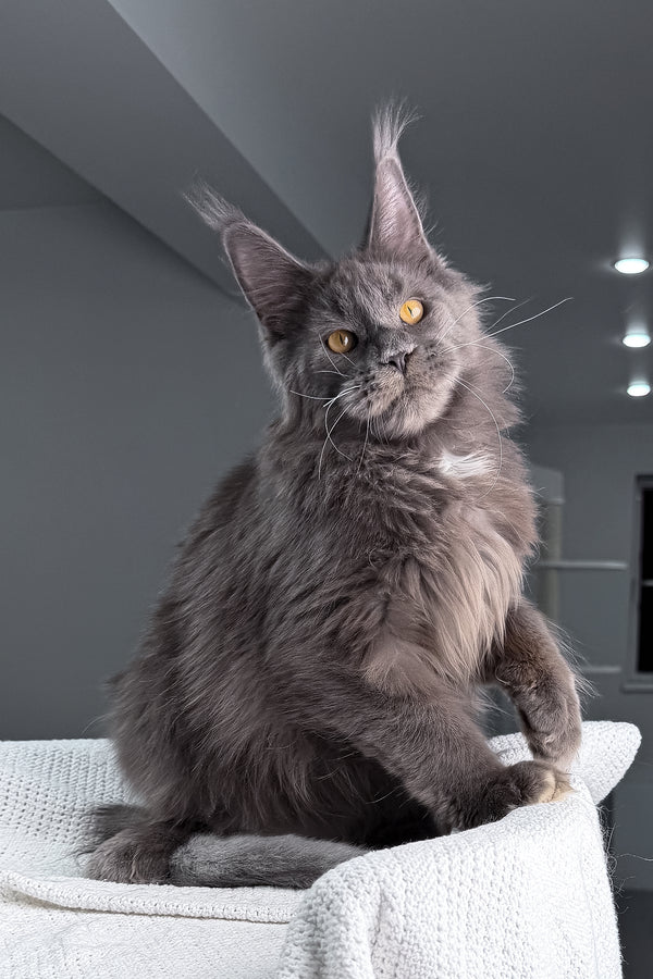 Baron | Maine Coon Kitten