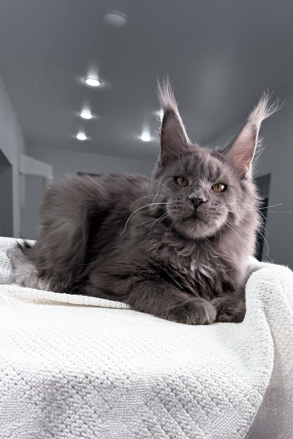 Baron | Maine Coon Kitten