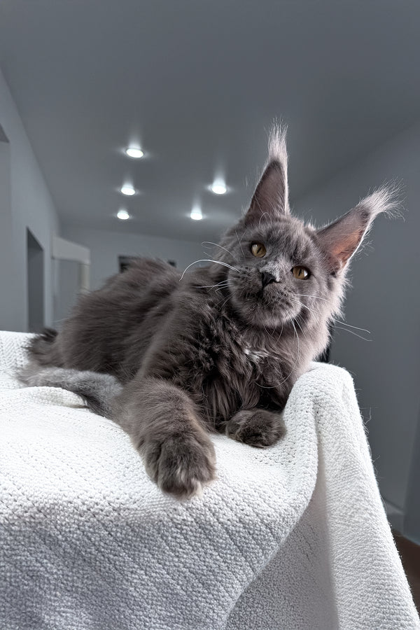 Baron | Maine Coon Kitten
