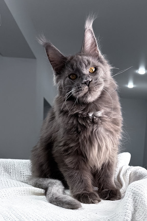 Baron | Maine Coon Kitten