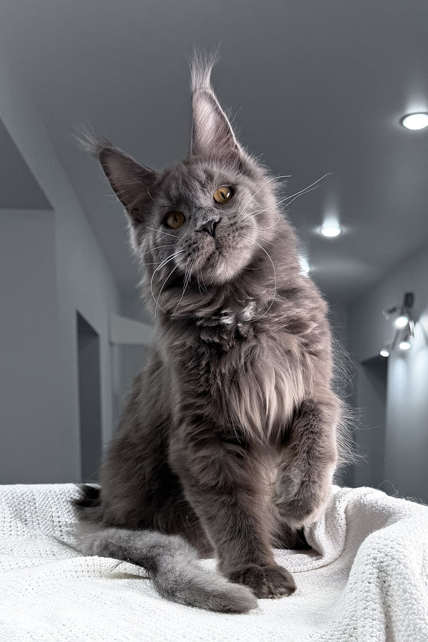 Baron | Maine Coon Kitten