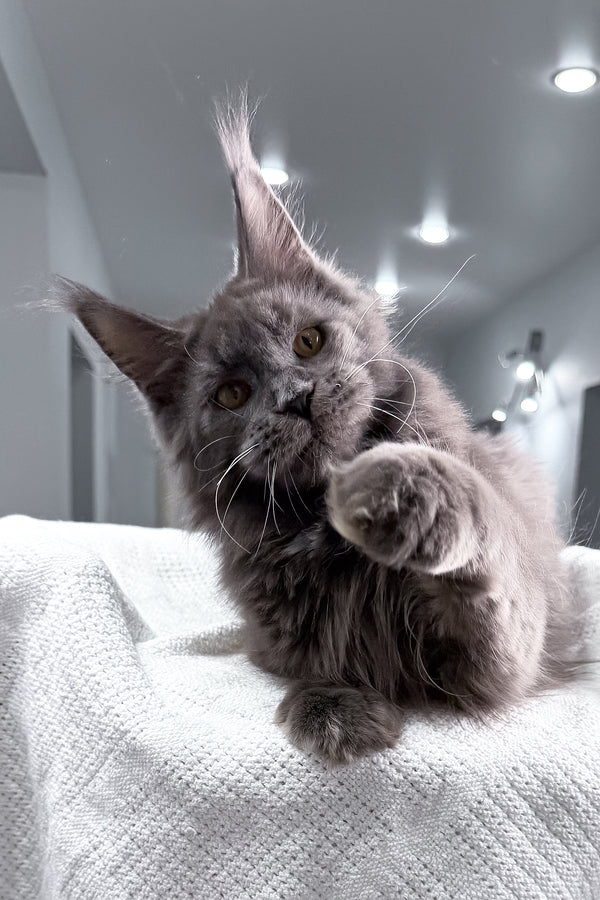 Baron | Maine Coon Kitten