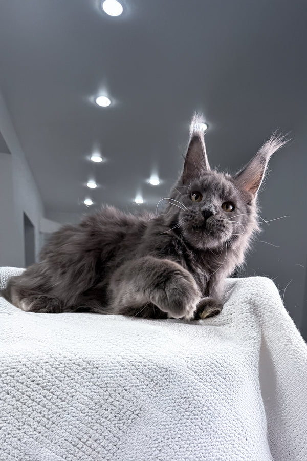 Baron | Maine Coon Kitten