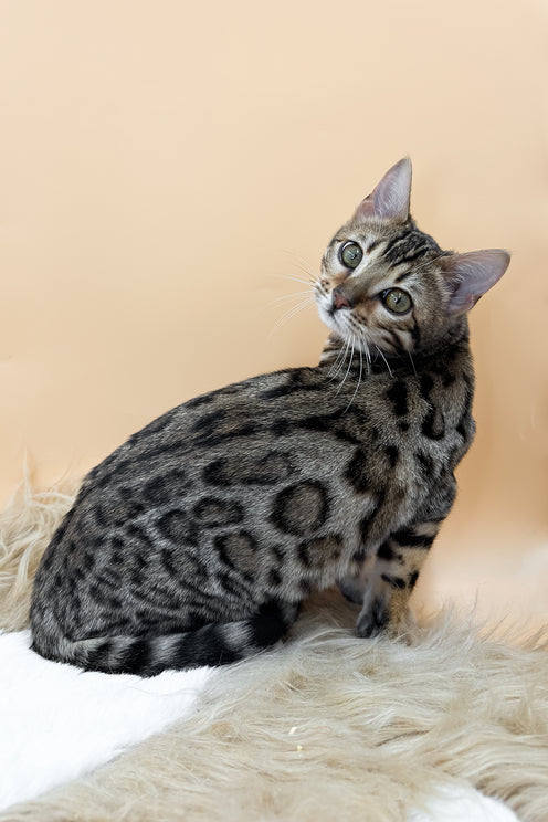 Beatrice | Bengal Kitten