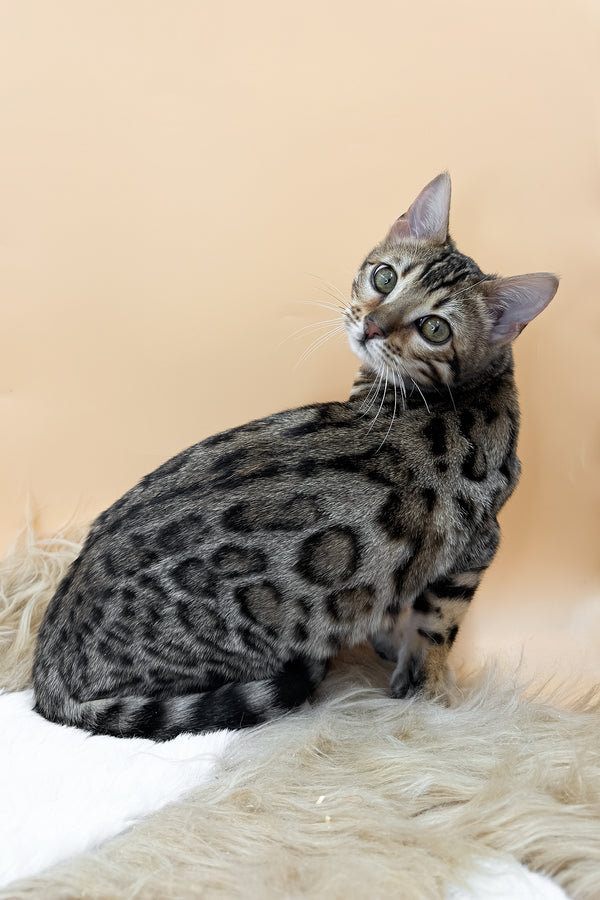 Beatrice | Bengal Kitten