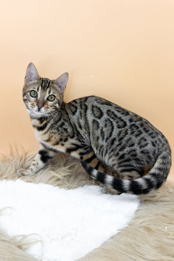 Beatrice | Bengal Kitten