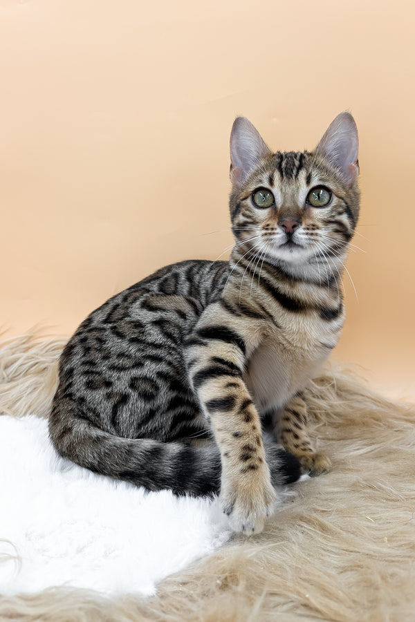 Beatrice | Bengal Kitten