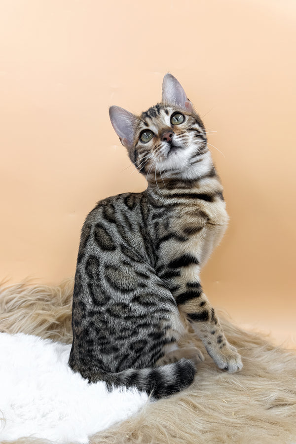Beatrice | Bengal Kitten