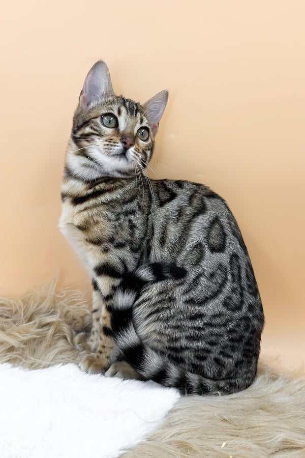 Beatrice | Bengal Kitten