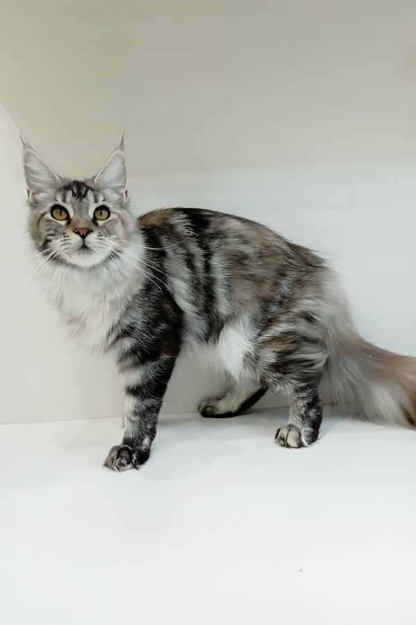 Betti | Maine Coon Kitten