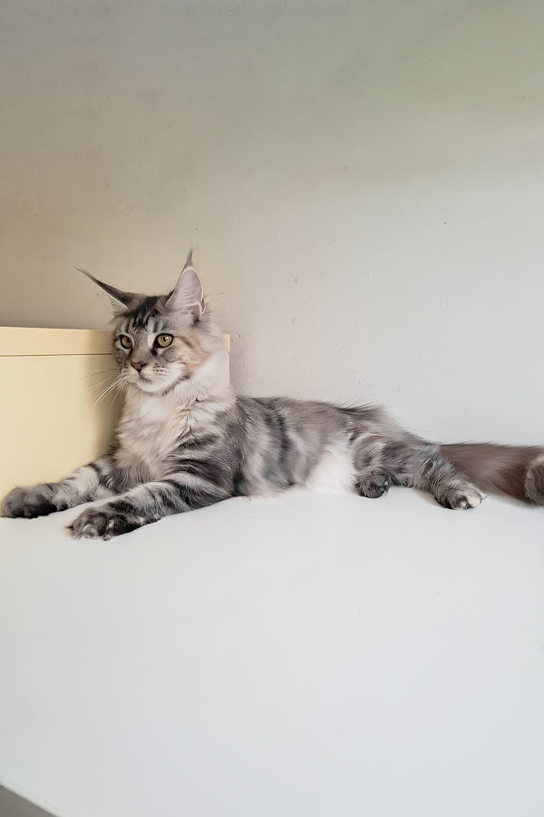 Betti | Maine Coon Kitten