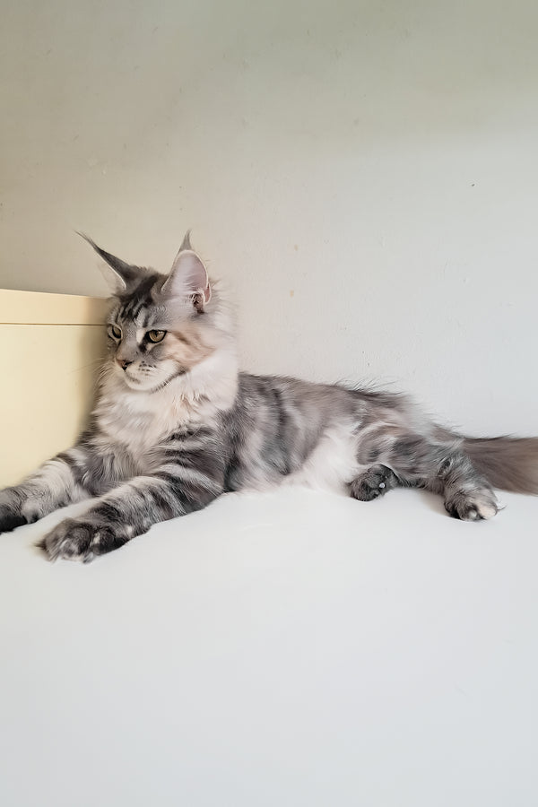 Betti | Maine Coon Kitten