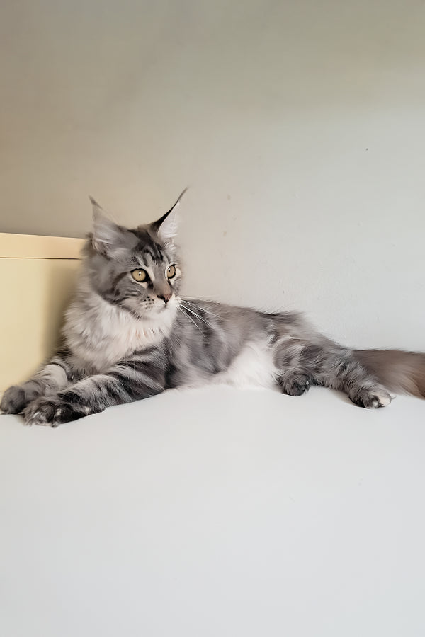 Betti | Maine Coon Kitten