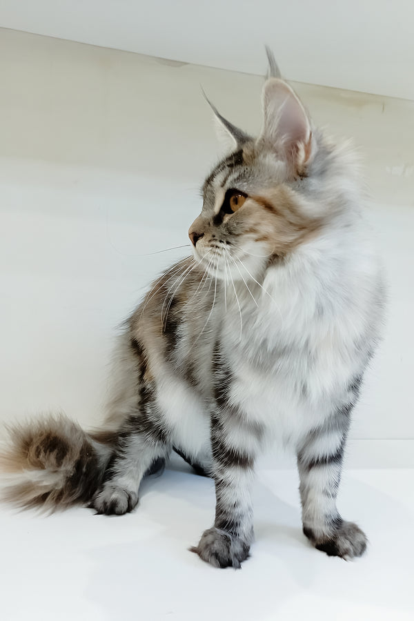 Betti | Maine Coon Kitten