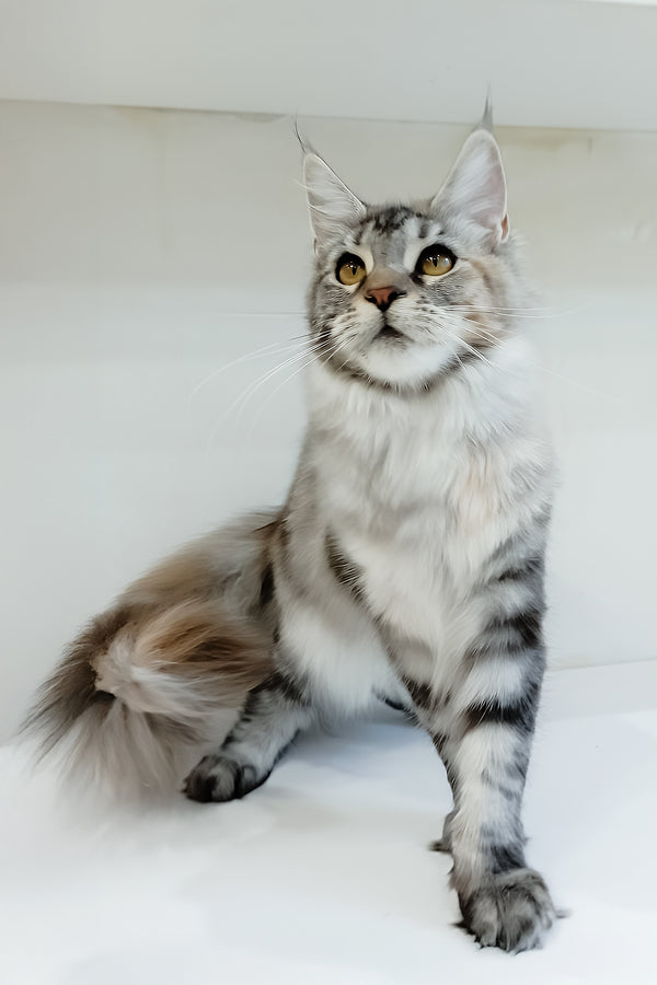Betti | Maine Coon Kitten